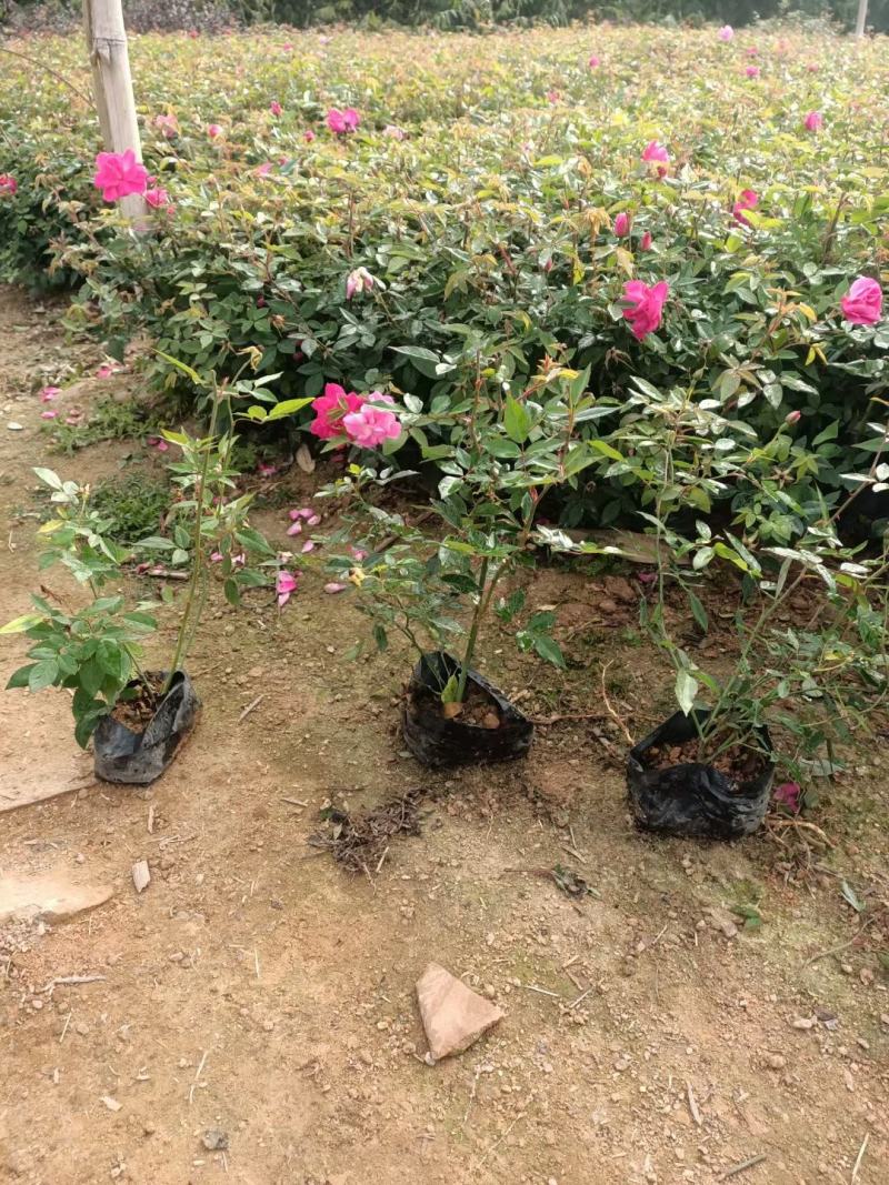 月季花，各种颜色规格有需要的联系量大优惠，欢迎新老客户单