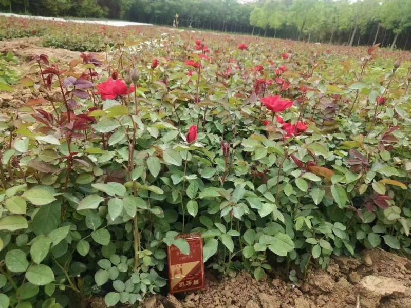 月季花，各种颜色规格有需要的联系量大优惠，欢迎新老客户单