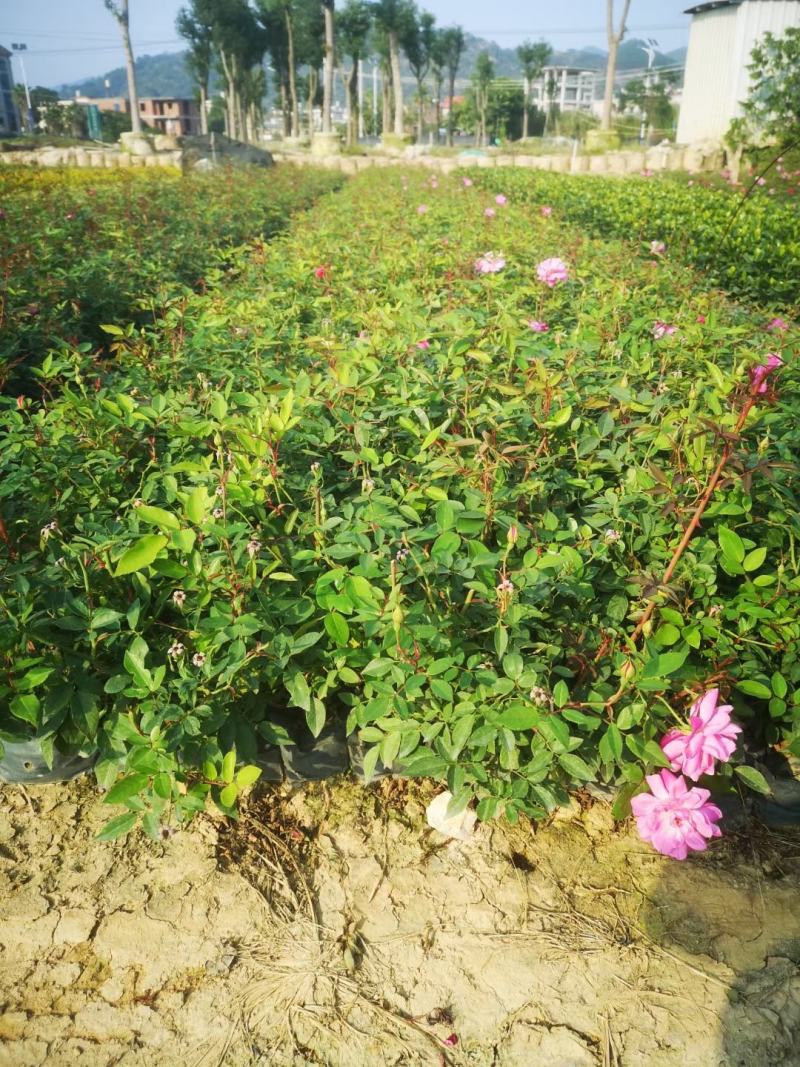 月季花，各种颜色规格有需要的联系量大优惠，欢迎新老客户单
