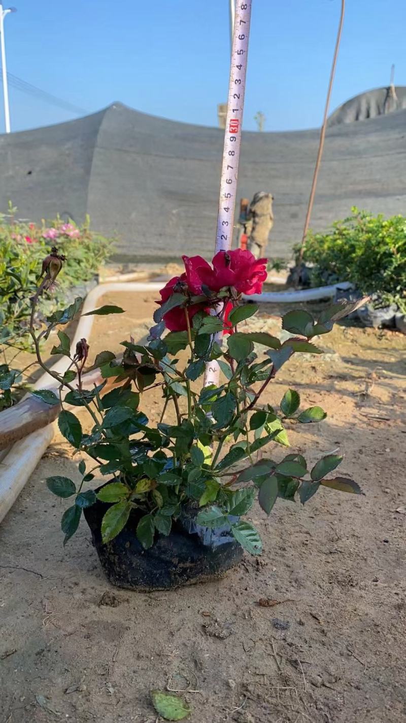 月季花，各种颜色规格有需要的联系量大优惠，欢迎新老客户单
