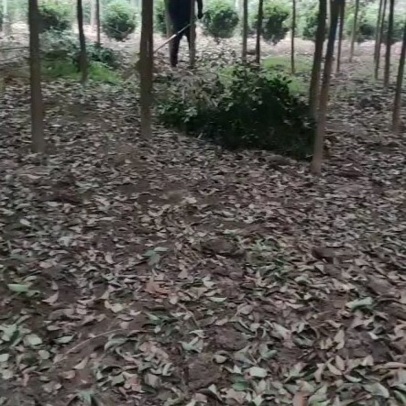 大叶女贞，3公分起步，其他规格也有，量大需要的联系