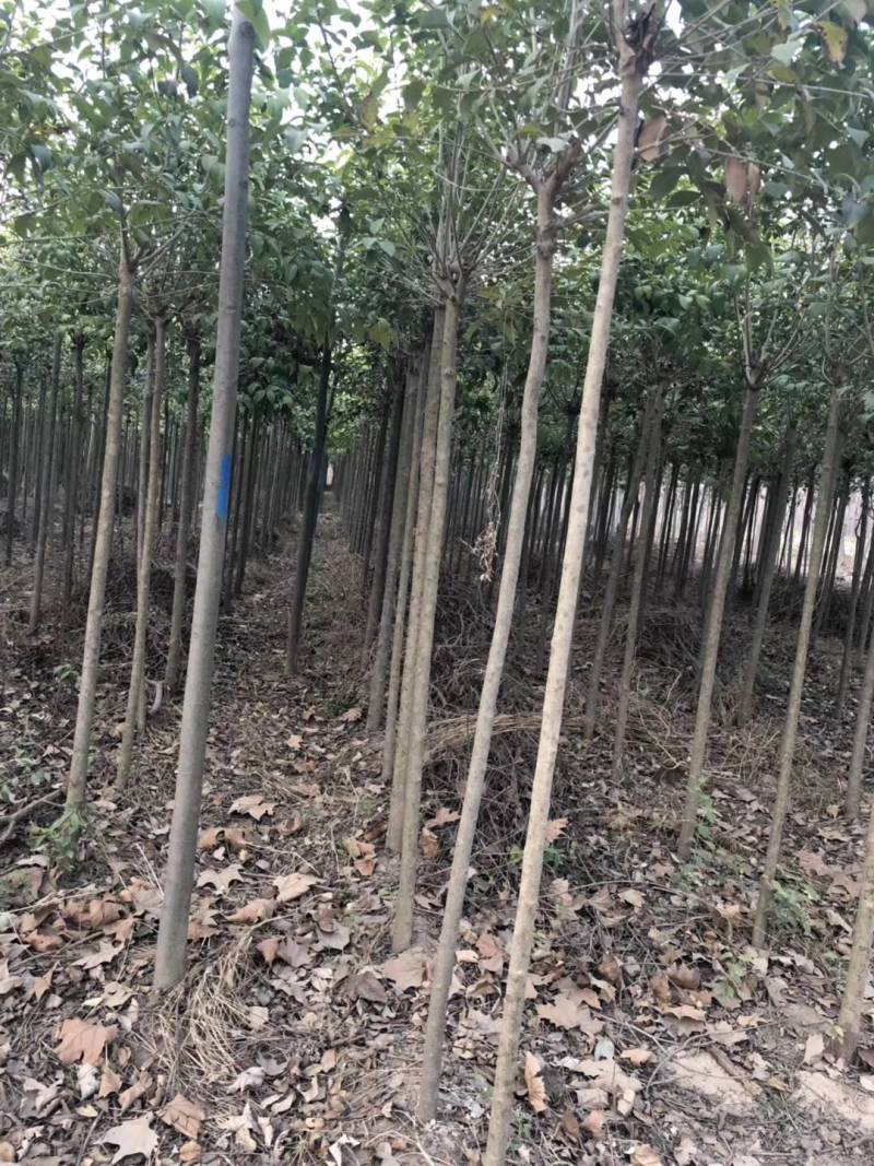大叶女贞，3公分起步，其他规格也有，量大需要的联系
