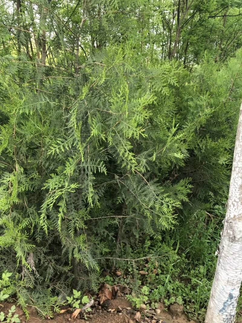 营养带的侧柏，30的公分起步，其他规格的也有，自家苗