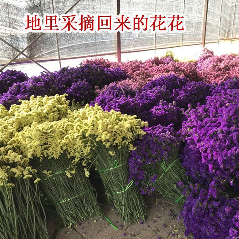 云南勿忘我鲜花批发真花地摊展销爆品昆明斗南花卉云南十八怪