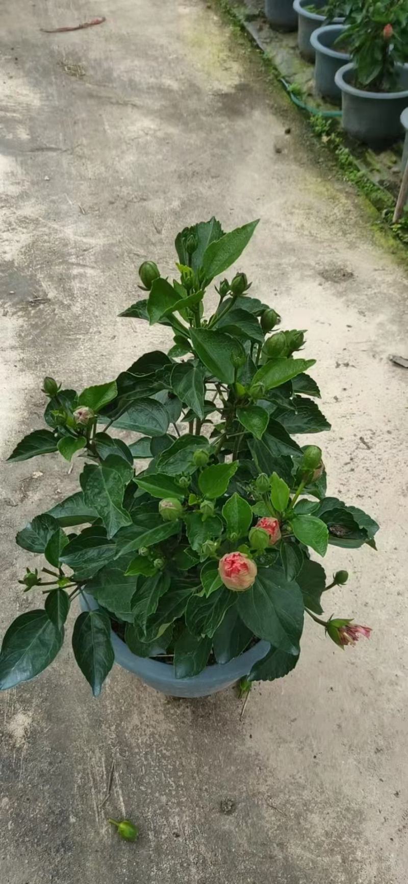 扶桑花，重瓣花，红色黄色，粉色，单瓣重瓣，各种规格有需要