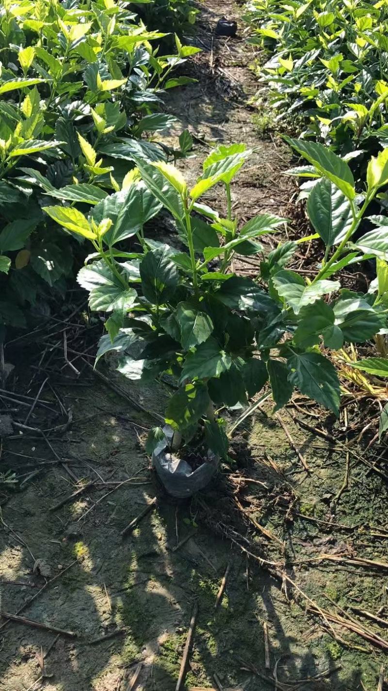 扶桑花，重瓣花，红色黄色，粉色，单瓣重瓣，各种规格有需要