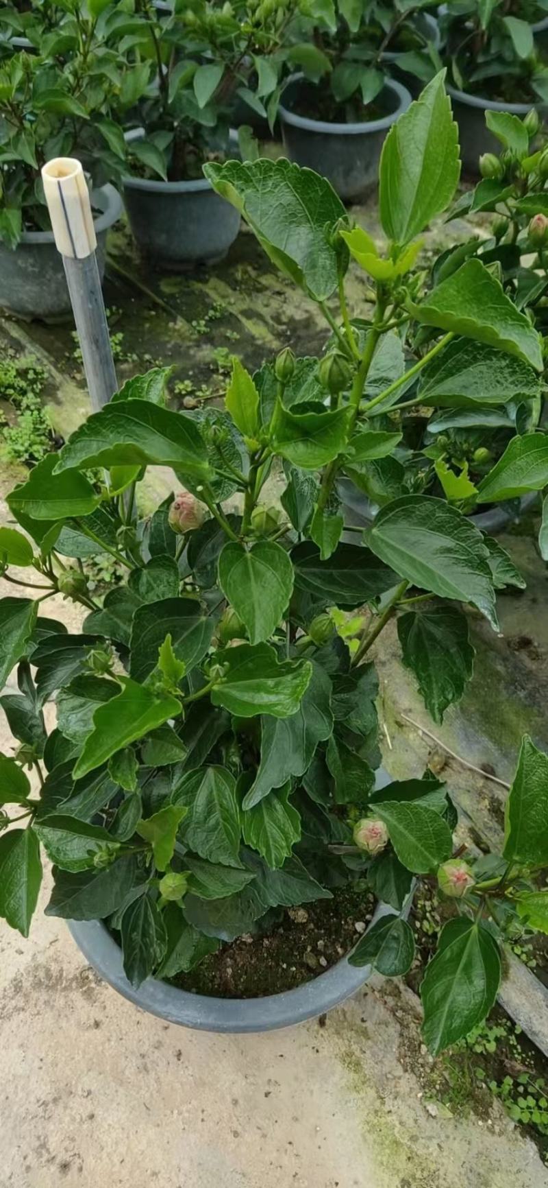 扶桑花，重瓣花，红色黄色，粉色，单瓣重瓣，各种规格有需要