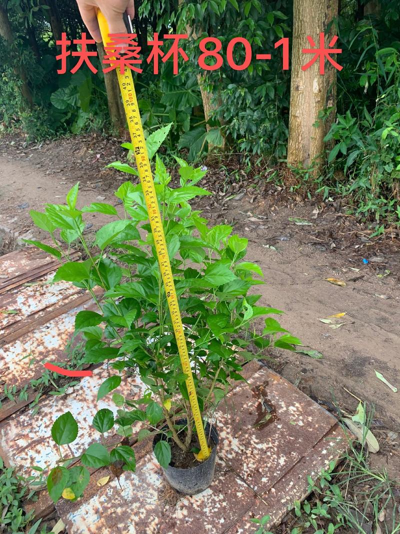 扶桑花，重瓣花，红色黄色，粉色，单瓣重瓣，各种规格有需要