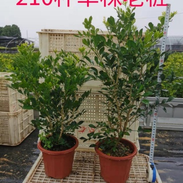 九里香，七里香各种规格有需要的联系量大优惠欢迎新老客户下