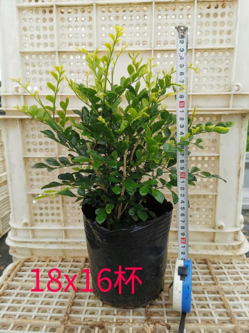九里香，七里香各种规格有需要的联系量大优惠欢迎新老客户下
