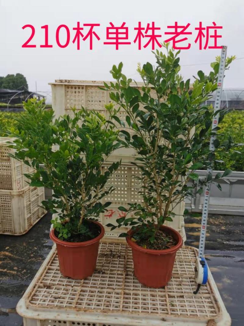 九里香，七里香各种规格有需要的联系量大优惠欢迎新老客户下