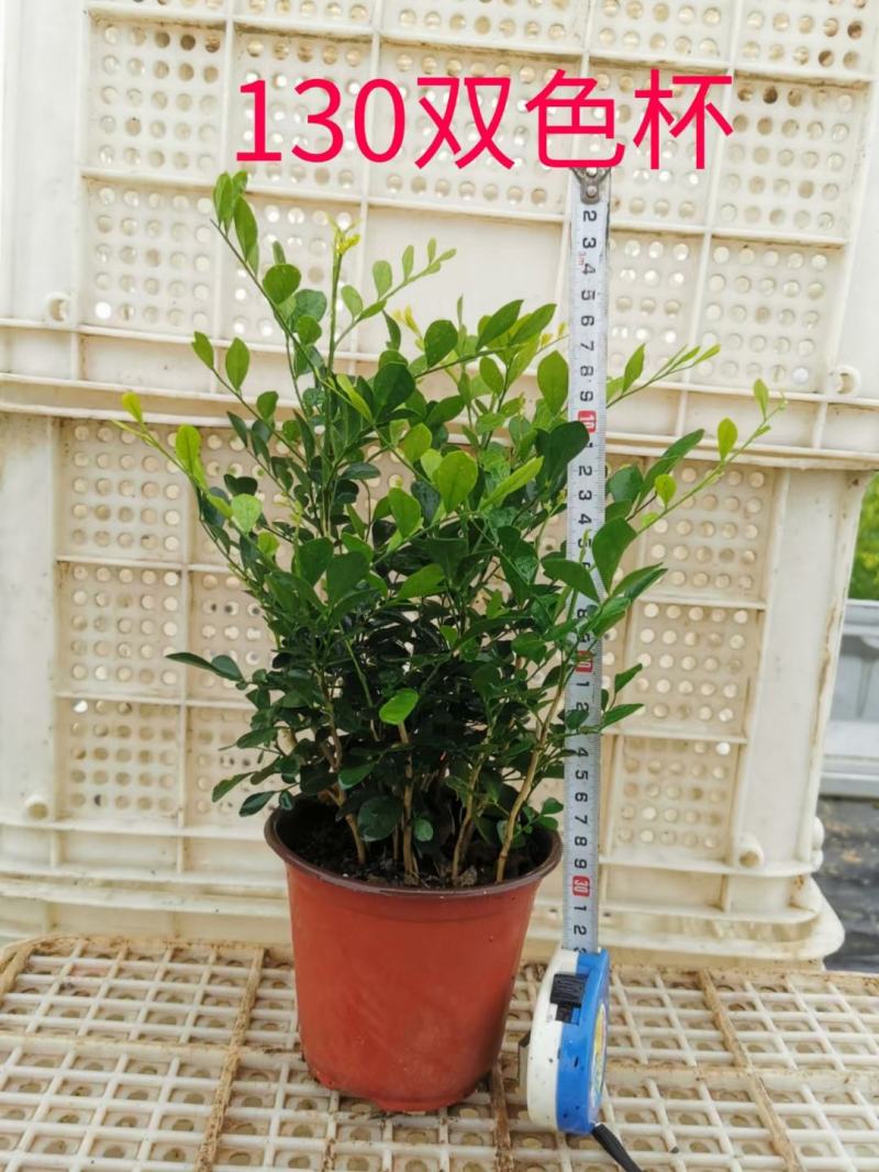 九里香，七里香各种规格有需要的联系量大优惠欢迎新老客户下