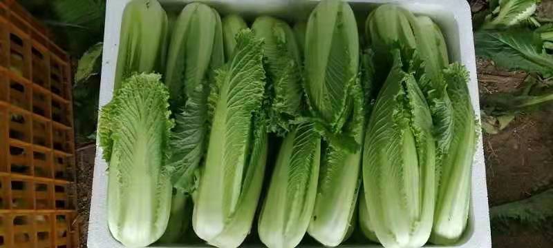 龙牙