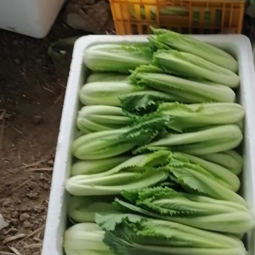 龙牙