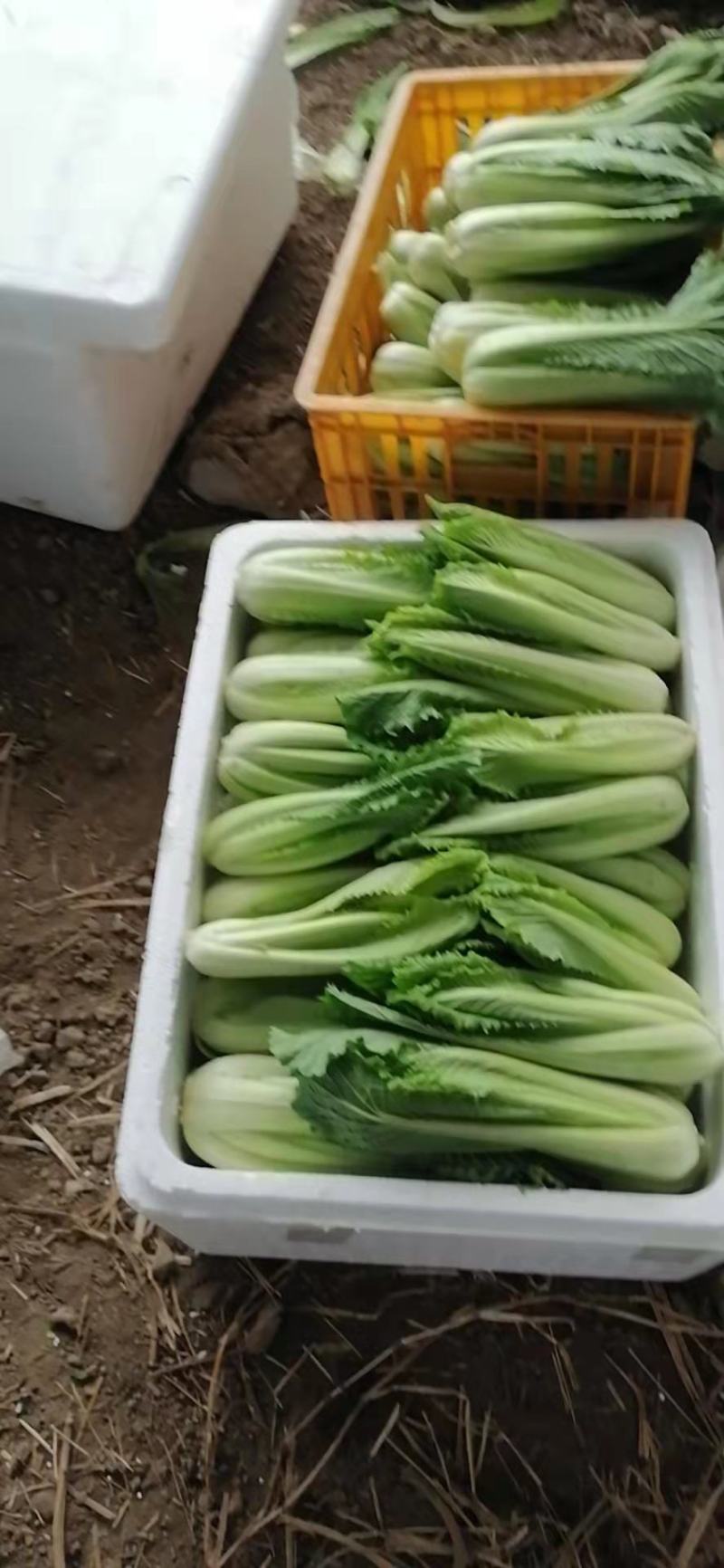 龙牙