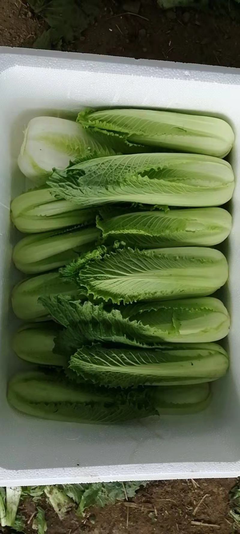龙牙