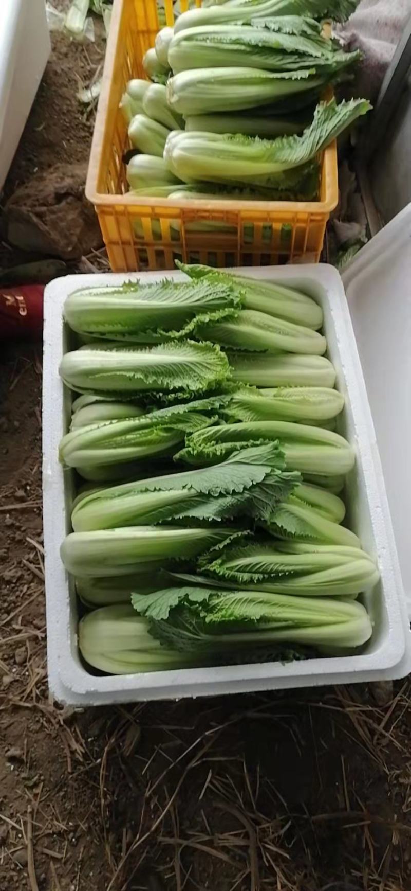 龙牙