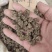猫爪草干货猫爪草中药材量大从优欢迎选购！