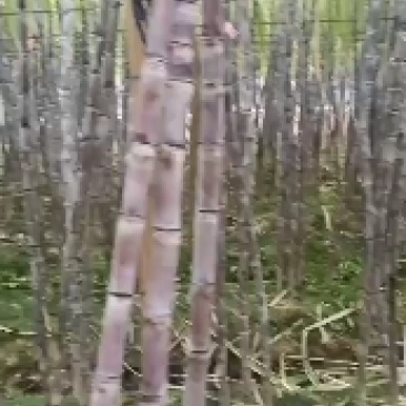 批发零售