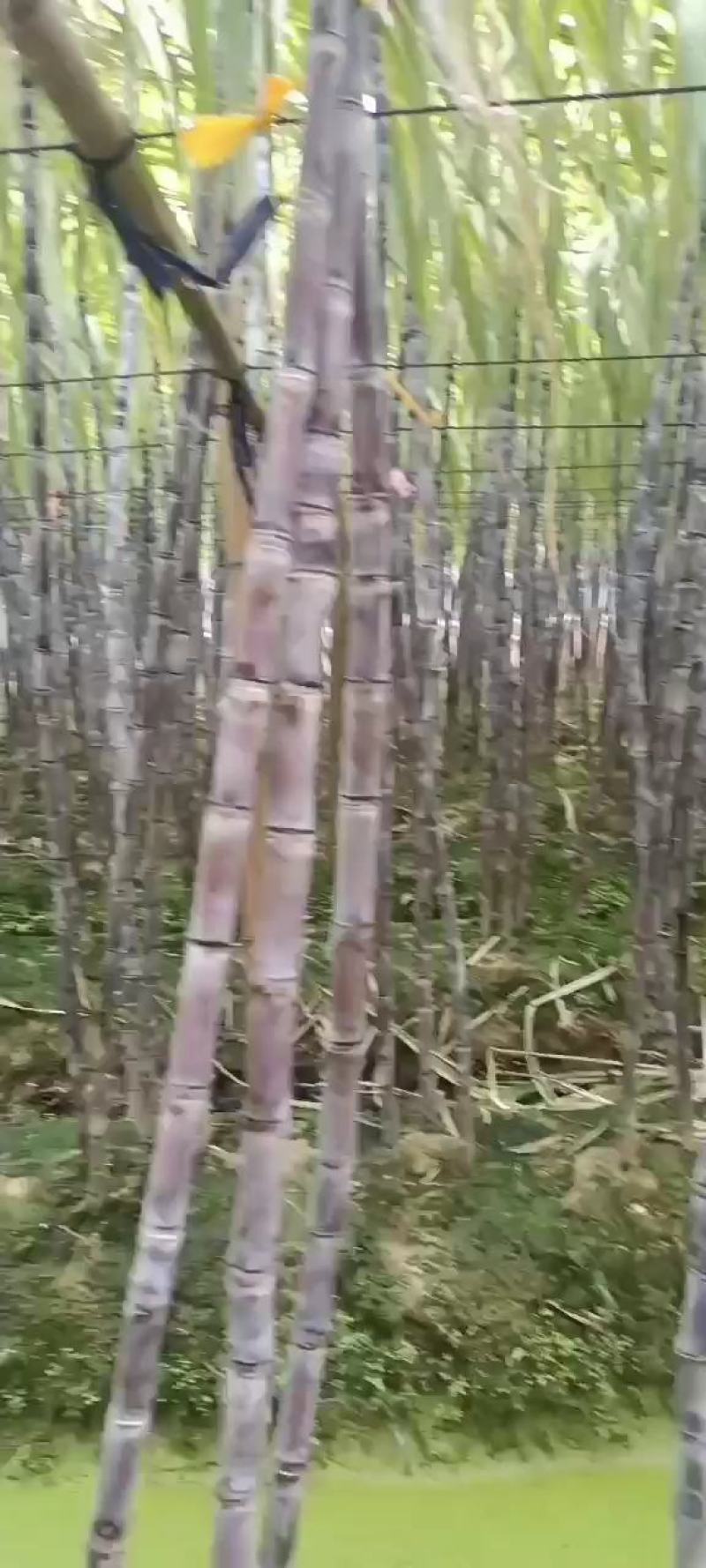 批发零售