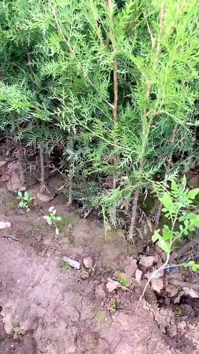 侧柏，柏树，60公分起步营养钵无脱腿，无烧腿