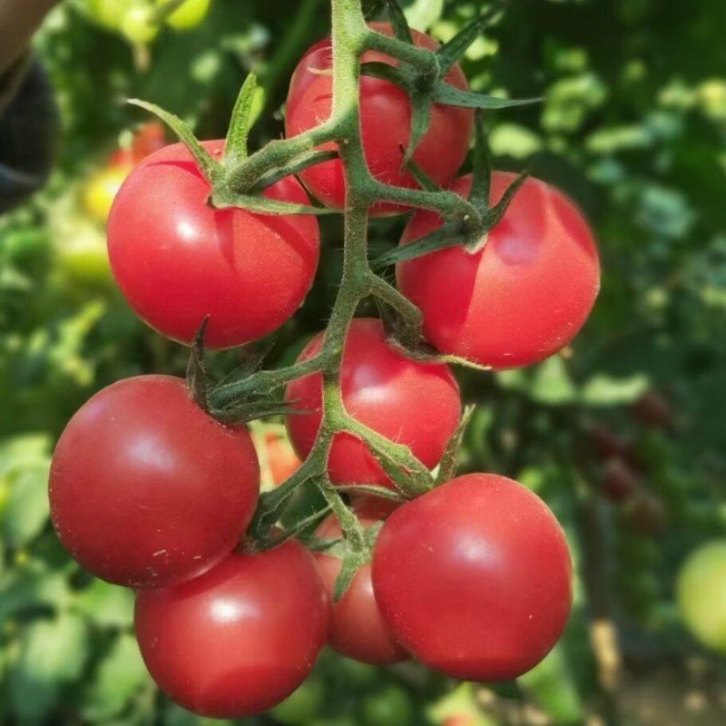 产地直发四川攀枝花米易千禧果水果小番茄阳光贝贝一件代发