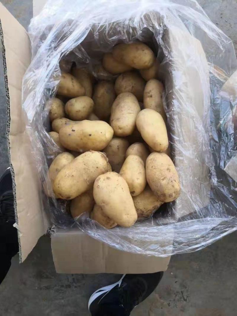 土豆荷兰十五，二三四两，箱装，袋装质量保证大量供应