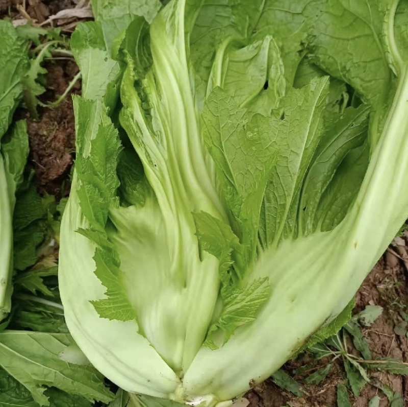 优质青菜，产地直供，品质优良，量大从优
