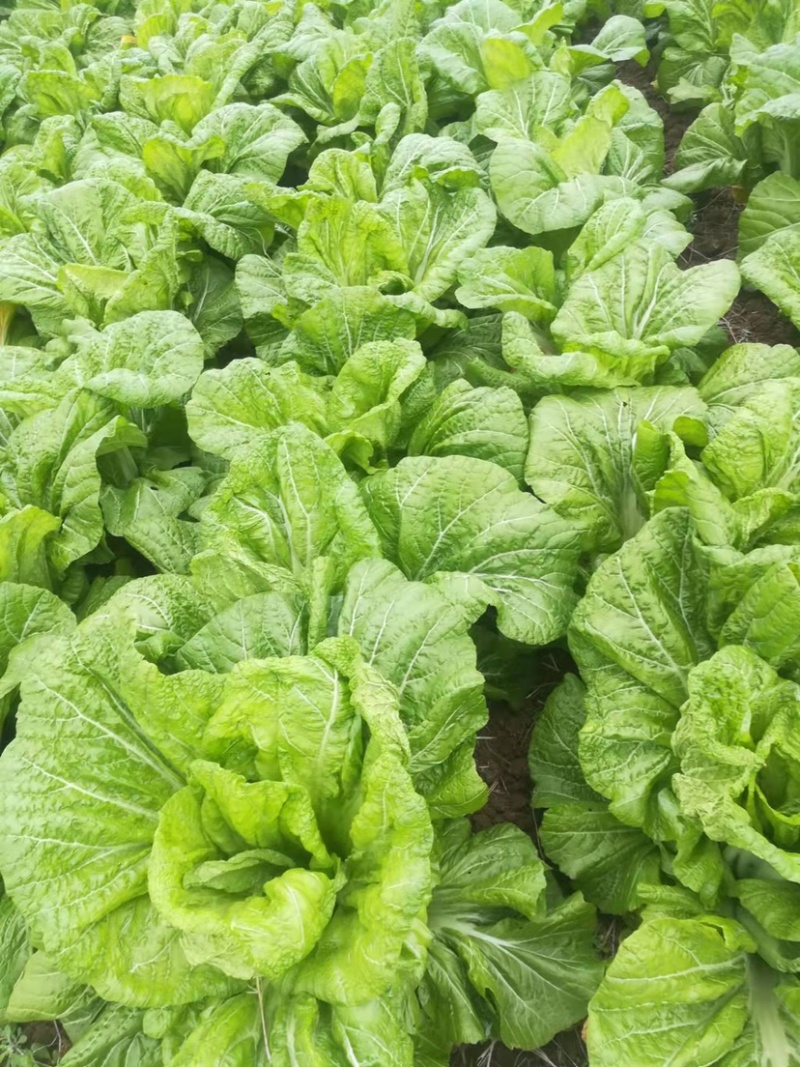 优质青菜，产地直供，品质优良，量大从优