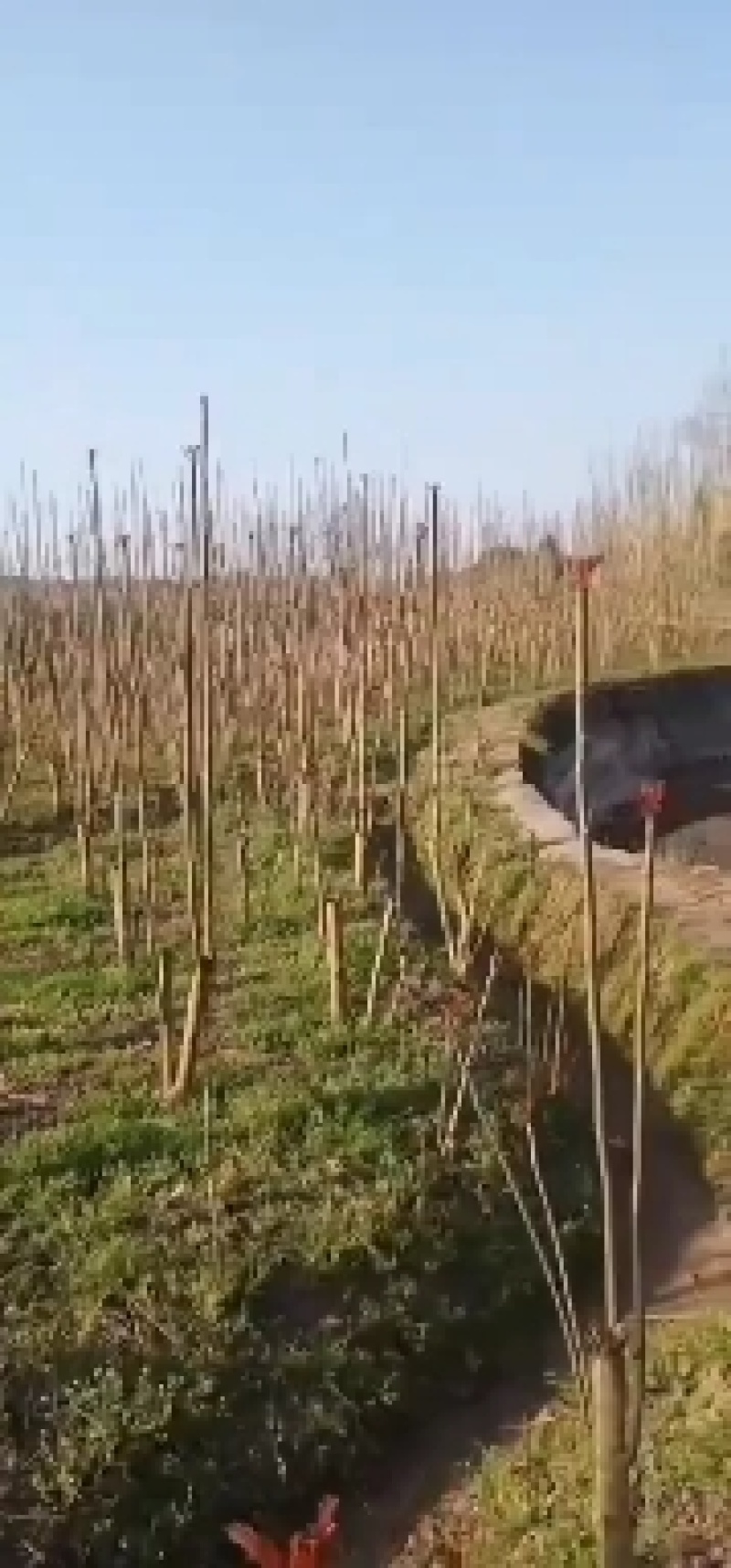 香椿芽四川红油香椿芽产地直售，量大从优
