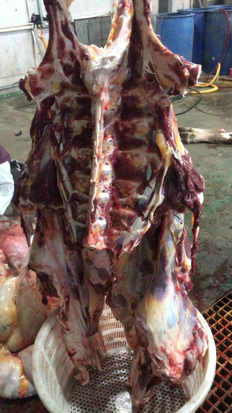 分割新鲜黄牛肉