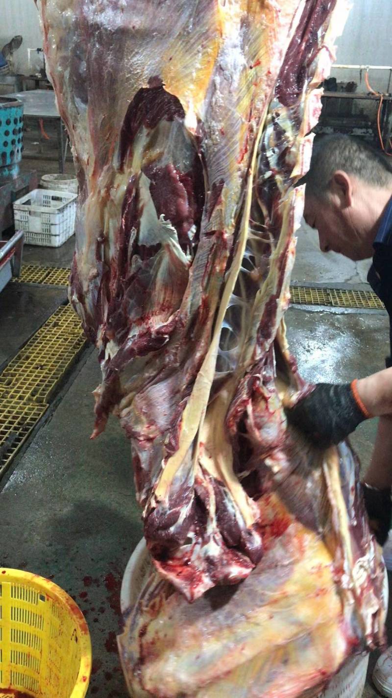 分割新鲜黄牛肉