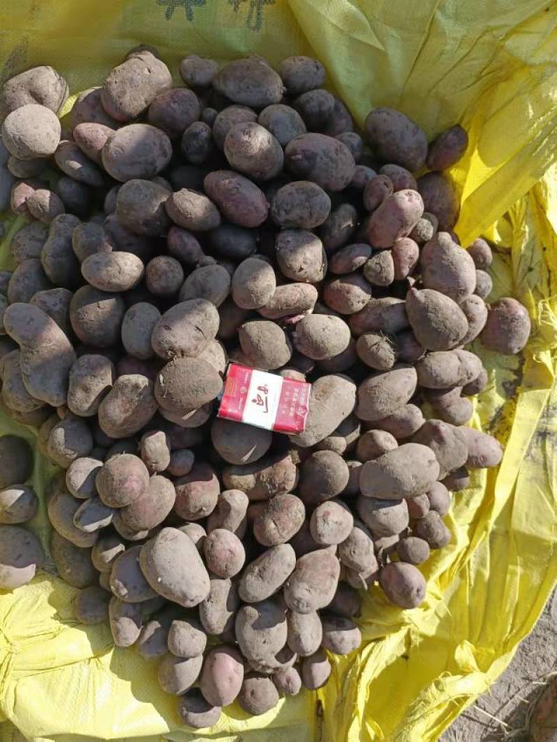 宁夏固原精品土豆青薯9号，基地直发，个头均匀，万斤批发