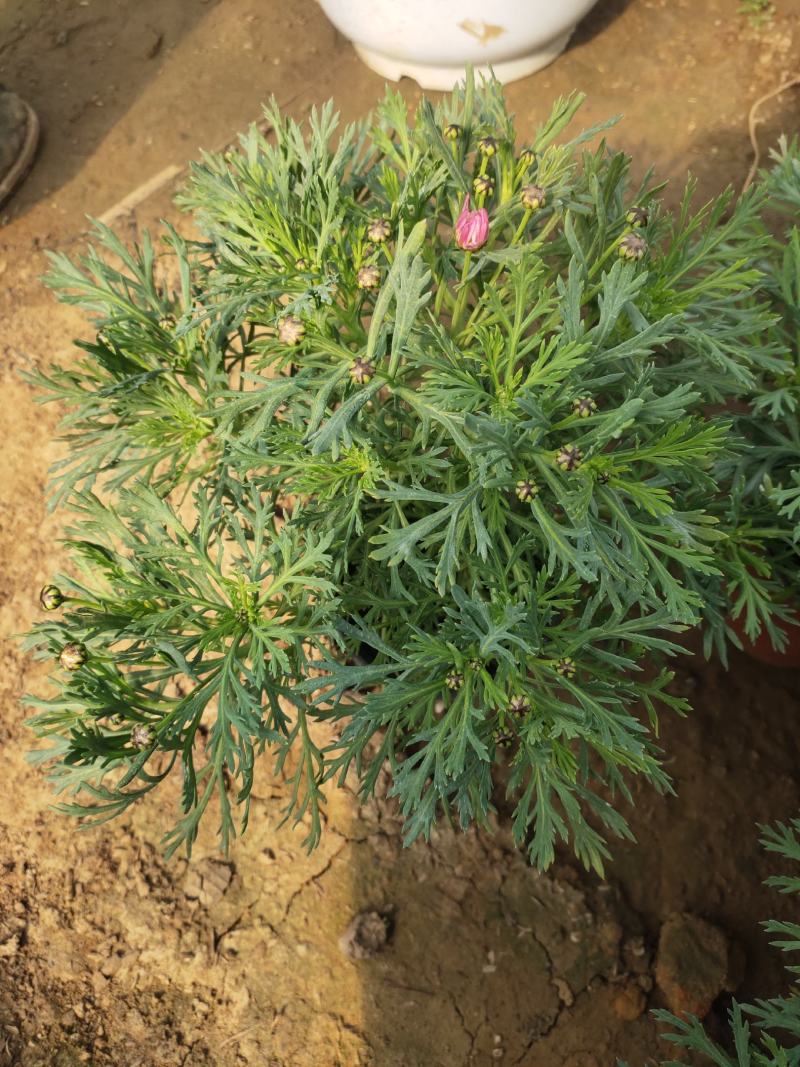玛格丽特价格玛格丽特产地山东青州玛格丽特大量出售