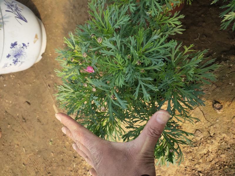 玛格丽特价格玛格丽特产地山东青州玛格丽特大量出售