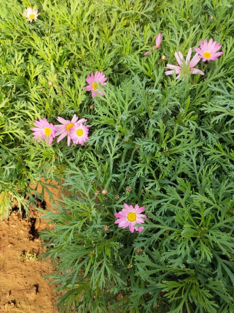 玛格丽特价格玛格丽特产地山东青州玛格丽特大量出售