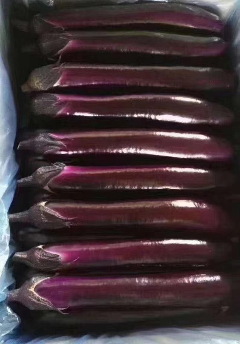 广东茄子，广东紫长茄精品茄子，批发紫长茄子，