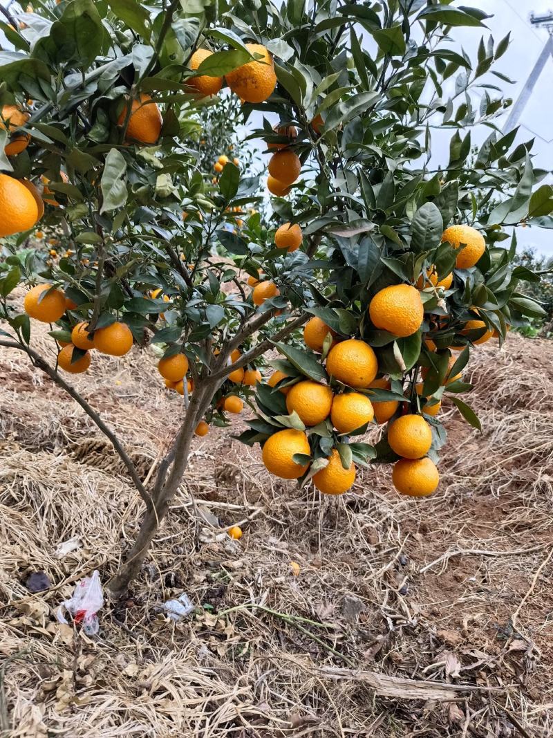 石棉黄果柑大量上市，需要的老板联系！微信同号。