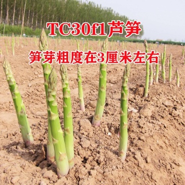 高产一代芦笋苗tc30苗