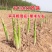 高产一代芦笋苗tc30苗
