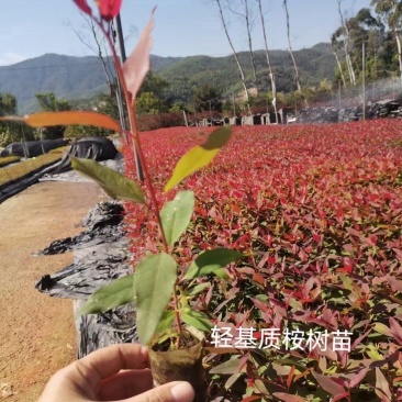 桉树苗各种规格有需要的联系量大优惠欢迎新老客户下单