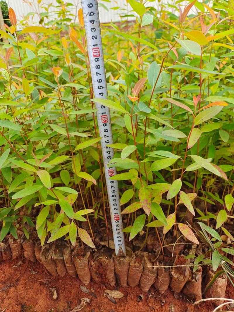 桉树苗各种规格有需要的联系量大优惠欢迎新老客户下单