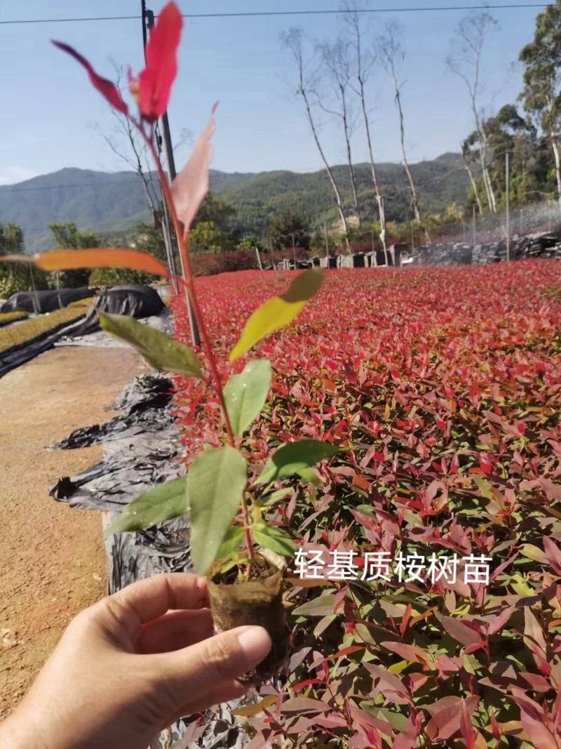 桉树苗各种规格有需要的联系量大优惠欢迎新老客户下单