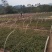 桉树苗各种规格有需要的联系量大优惠欢迎新老客户下单