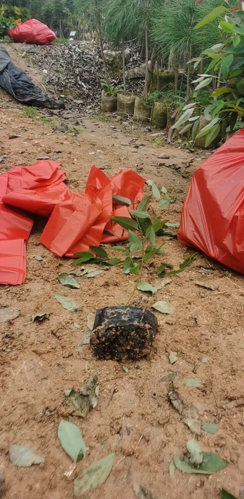 桉树苗各种规格有需要的联系量大优惠欢迎新老客户下单