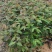 桉树苗各种规格有需要的联系量大优惠欢迎新老客户下单