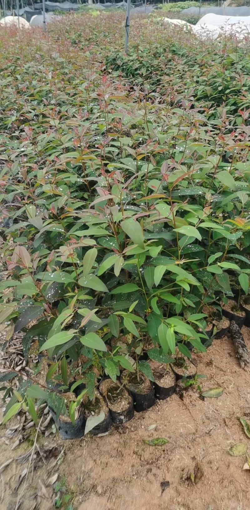 桉树苗各种规格有需要的联系量大优惠欢迎新老客户下单
