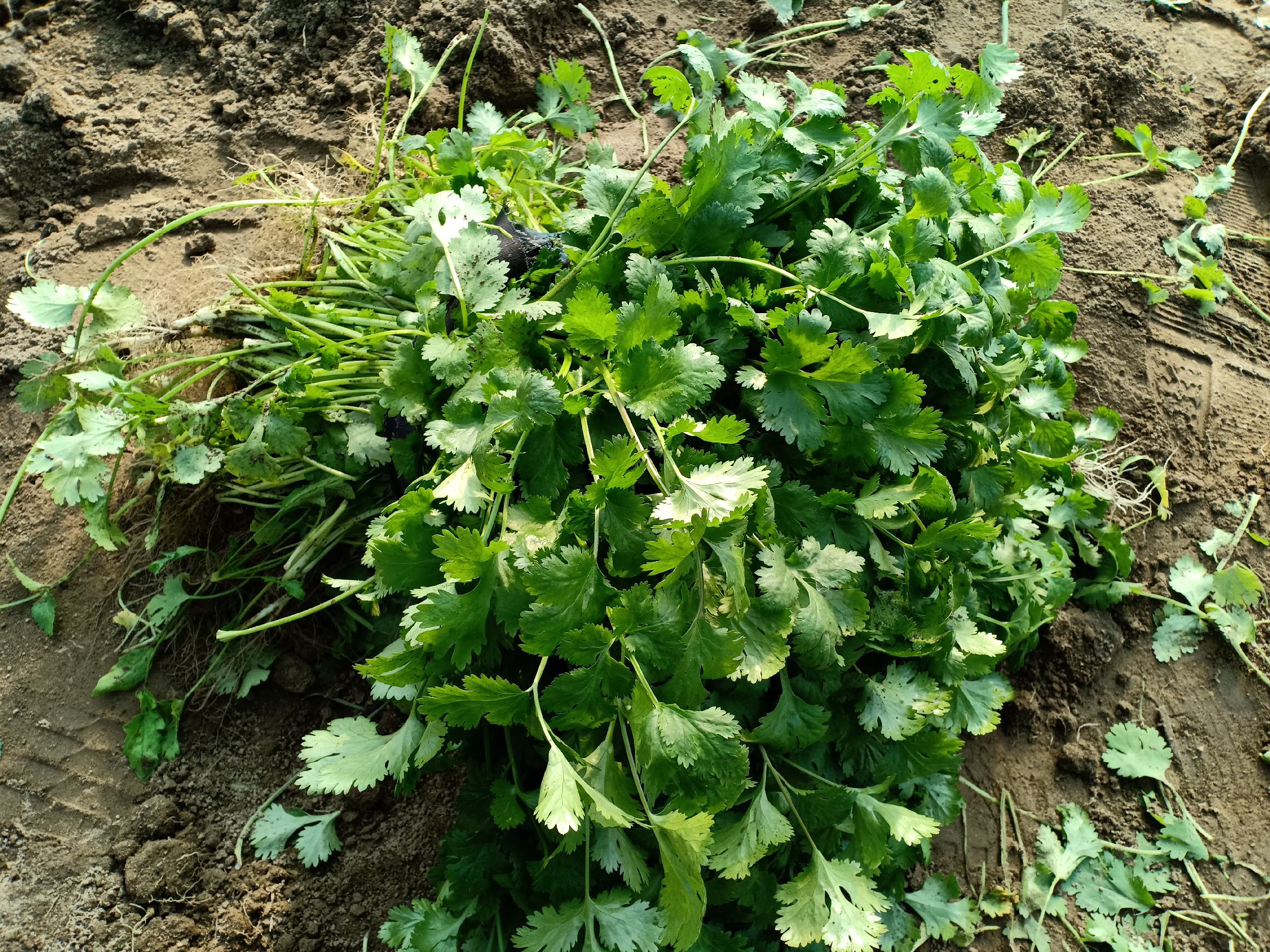 香菜植株特写