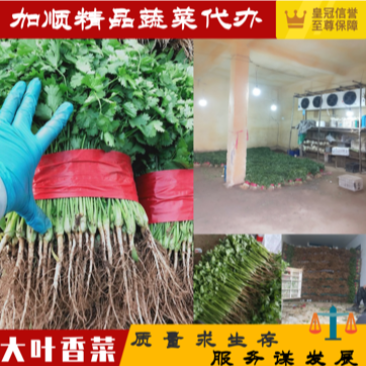 精品大叶香菜，质优价廉，一手货源，产地直发全国发货