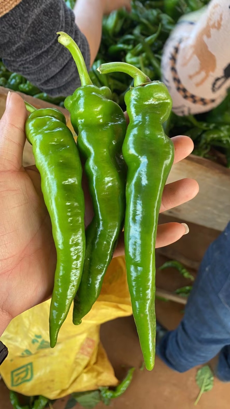 广东辣椒，鲜辣椒，广东螺丝椒螺纹椒，质优价廉